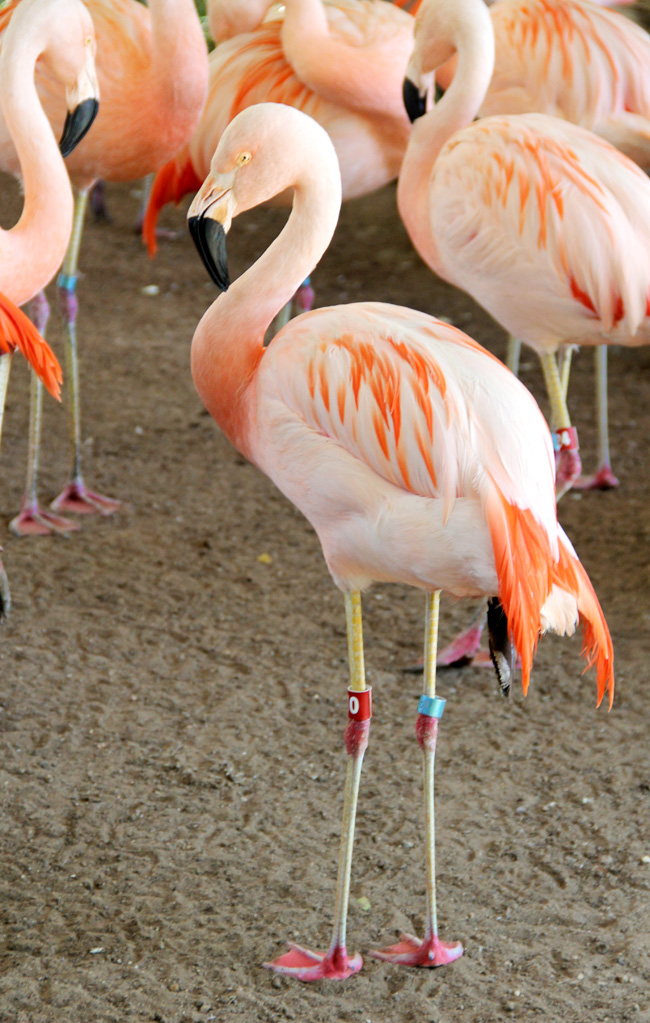 verizon-flamingo