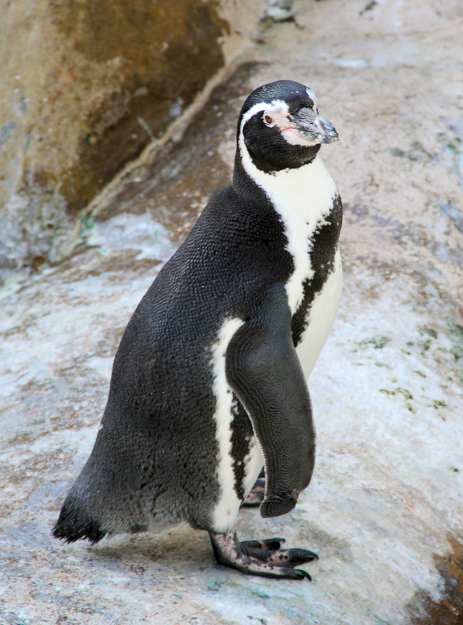 verizon-penguin