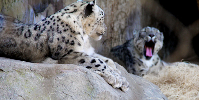 verizon-snow-leopards