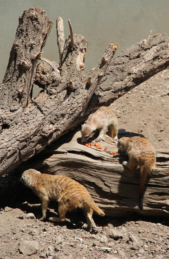 verizon-snow-meerkats