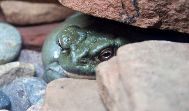 verizon-toad