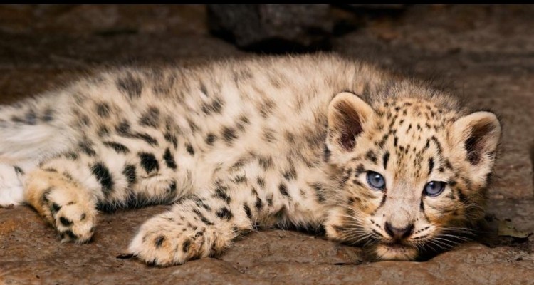 born in china snow leopard