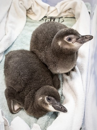 Penguin Twins