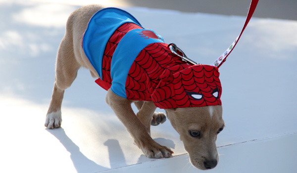 disney-store-spider-man-dog