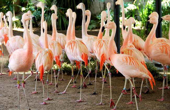 verizon-flamingos-zoo
