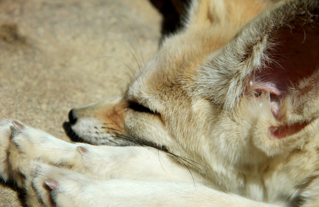 verizon-safari-fennec-fox