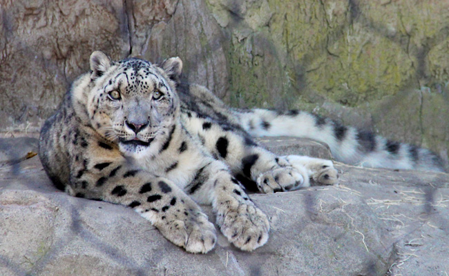 verizon-snow-leopard-fur