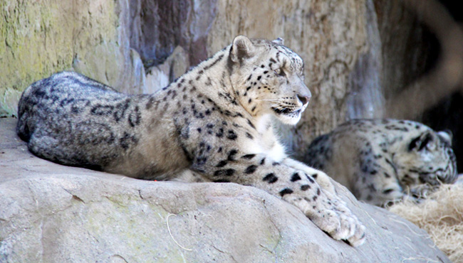 verizon-snow-leopard-zoo
