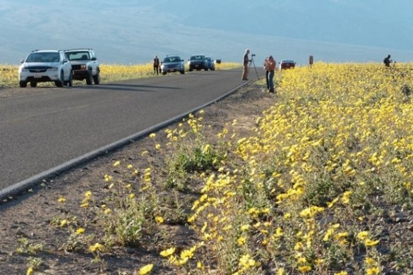 Super Bloom, Death Valley