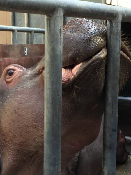 hippo encounter la zoo, hippo encounter price