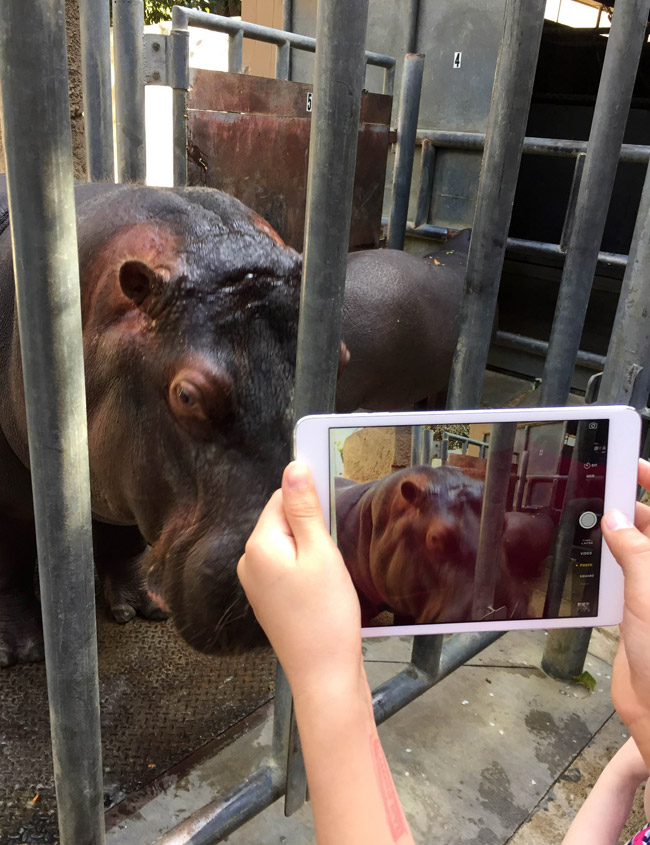 la-zoo-offers-new-hippo-encounter-that-s-it-la