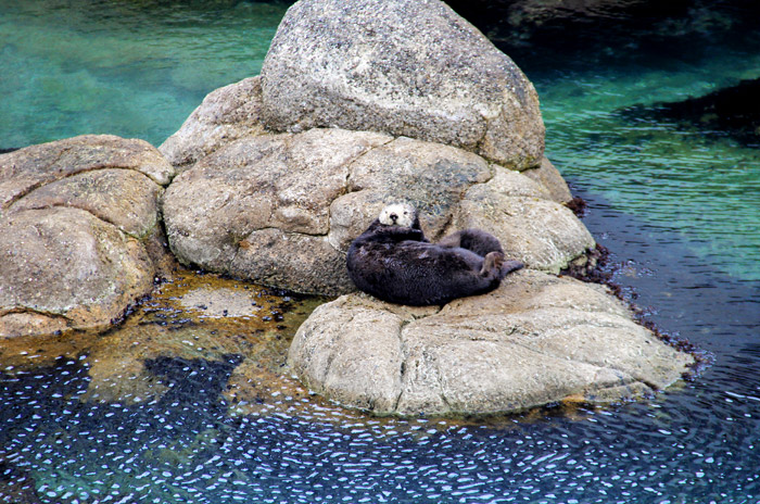 sea otter monterey, sea otter gives birth, monterey travel