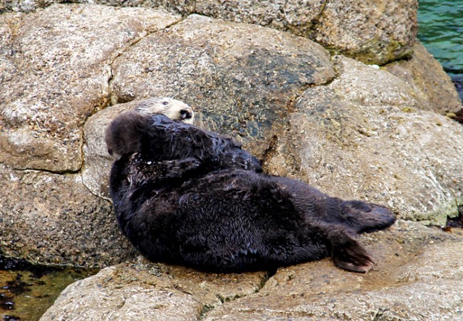 Wild Sea otter birth, sea otters monterey, monterey