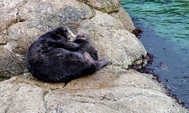 wild-sea-otter-birth