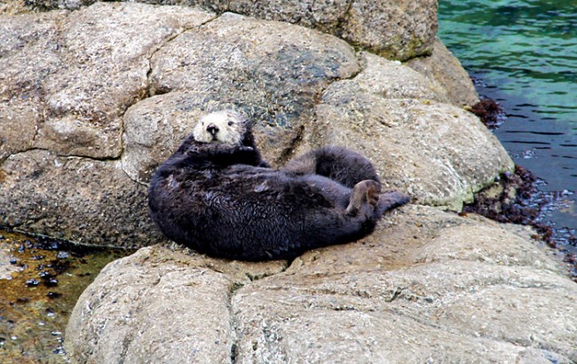 wild-sea-otter-birth-m