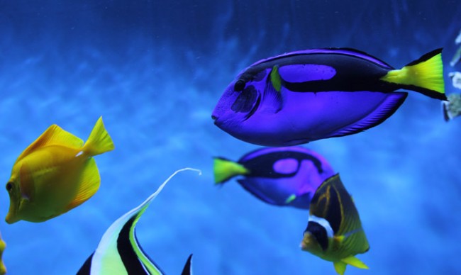 finding-dory-fang