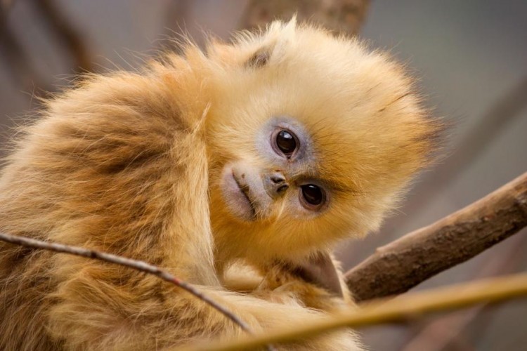 born in china golden monkeys