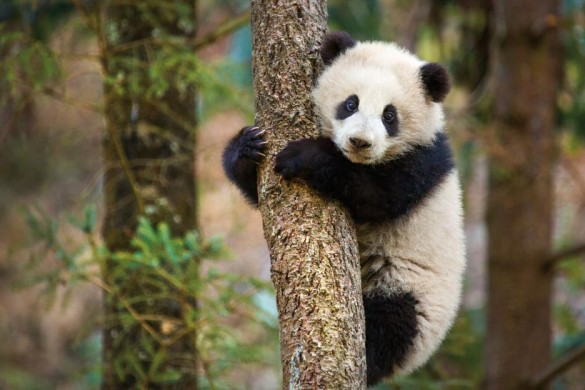 Roy Conli, Born in China, I love pandas