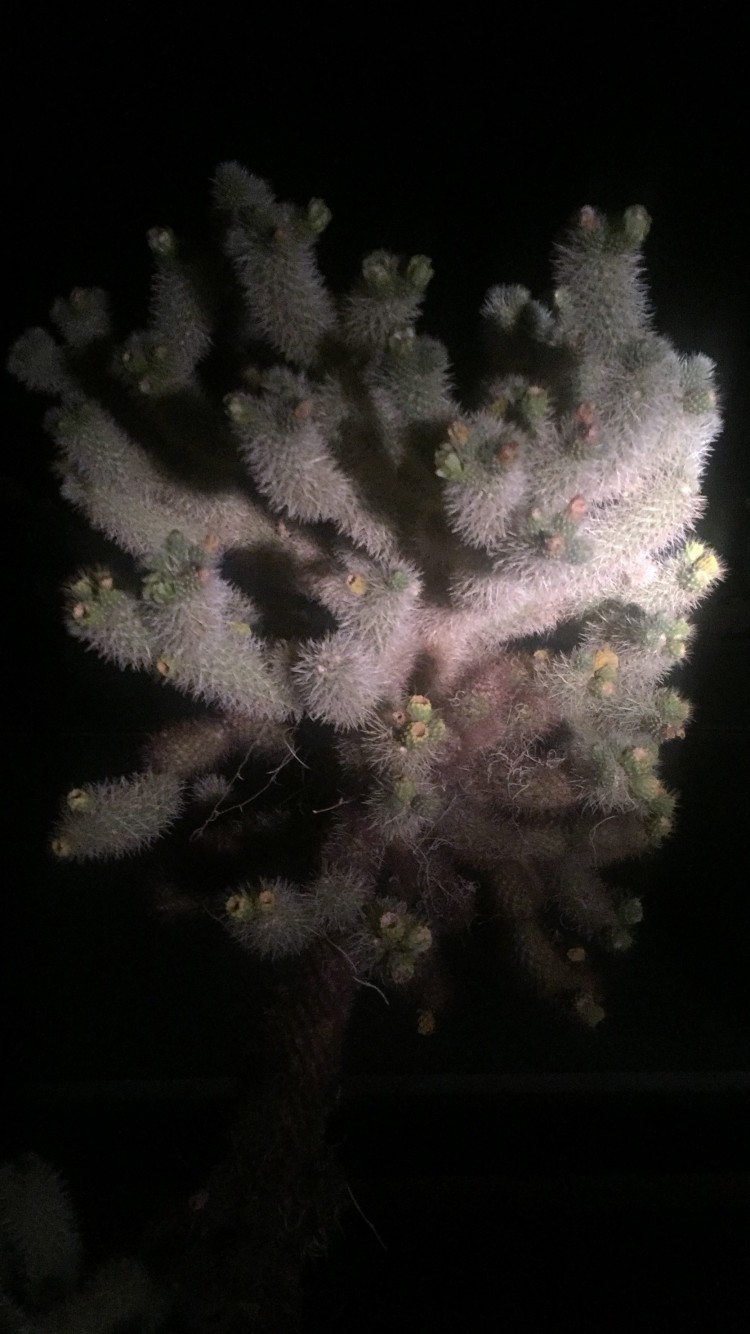joshua tree at night