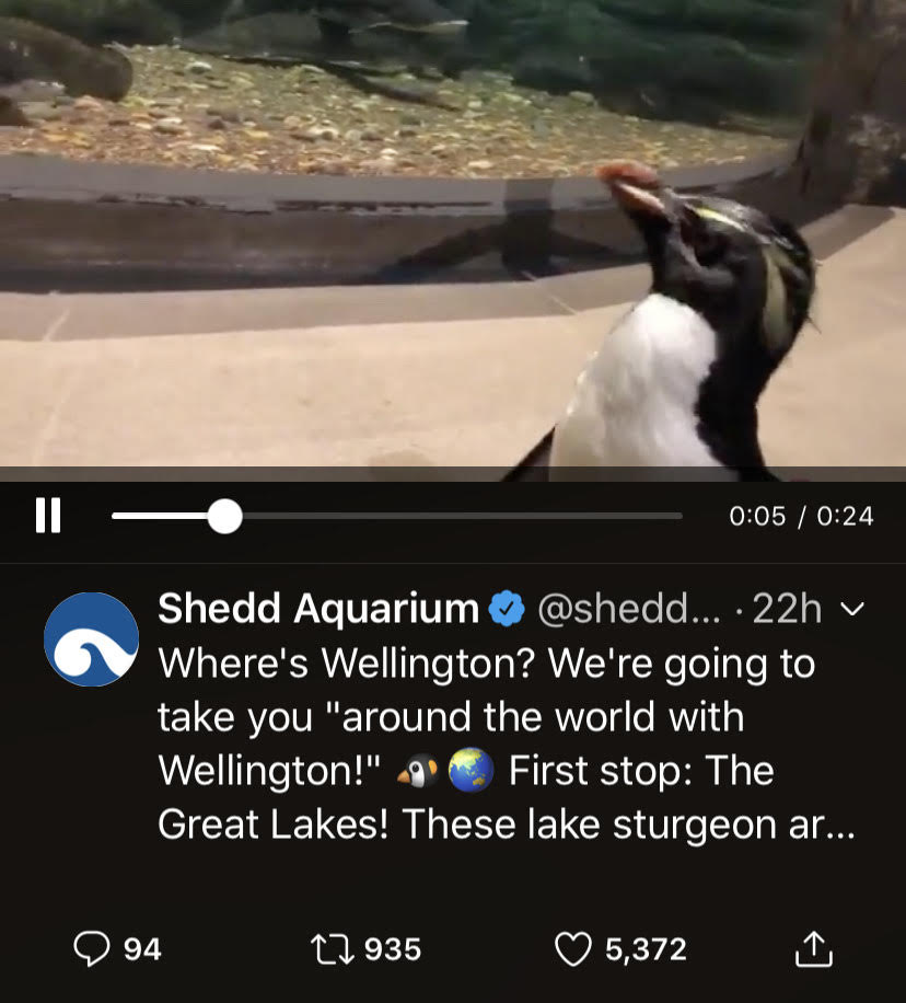 shedd aquarium penguin
