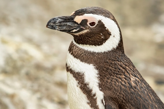penguin encounter, aquarium of the pacific