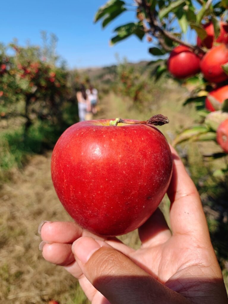 things to do in autumn, apple picking