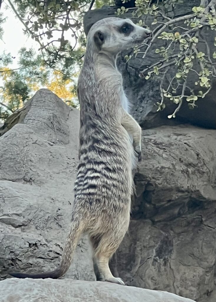 meerkat los angeles zoo